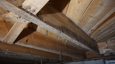 Mold in crawl space on wooden beams