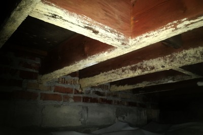 mold on crawl space joist