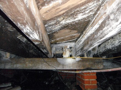 wood fungus on crawl space with mold and moisture