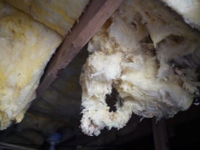 damaged fiberglass insulation in a crawl space